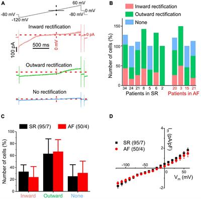 Heterogeneity and Remodeling of Ion Currents in Cultured Right Atrial Fibroblasts From Patients With Sinus Rhythm or Atrial Fibrillation